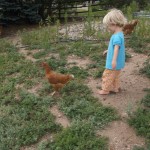Cambria loves playing with the chickens. We often find her carrying them around while she sings.